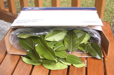 kaffir lime leaves
