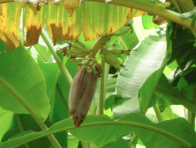Thai banana flower, hua plee