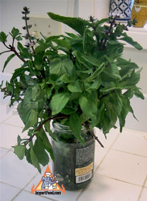 fresh thai basil
