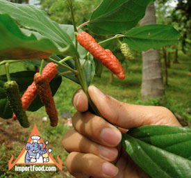 se asian long pepper, dii plii
