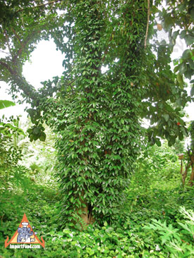 piper chaba, long pepper vine