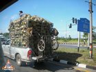 Coconuts Gathered by Trained Monkeys