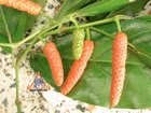 Thai Long Pepper