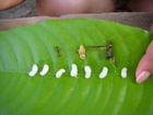 Boiled Ant Eggs in Coconut Milk