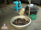 Thai Cat Watches Over a Bowl of Live Fish