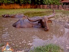 The Magnificent Thai Water Buffalo