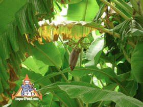 Thai Banana Flower 'Hua Plee'