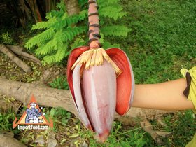 Thai Banana Flower 'Hua Plee'
