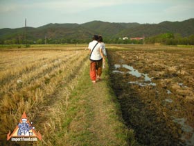 Poo Naa, the Interesting Rice Field Crab Used to Make Som Tum - Rice Field in January