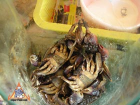 Poo Naa, the Interesting Rice Field Crab Used to Make Som Tum - Poo Naa Ready For Som Tum