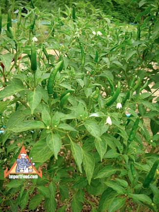 chile pepper plant bush