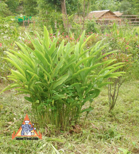 organic galangal