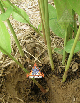 galangal root