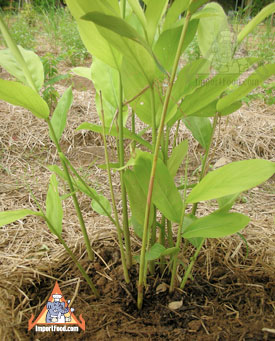 galangal plant