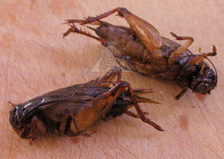 Thai insect jing leed