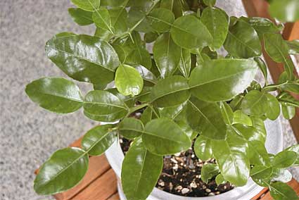 kaffir leaf
