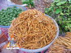 fresh krachai