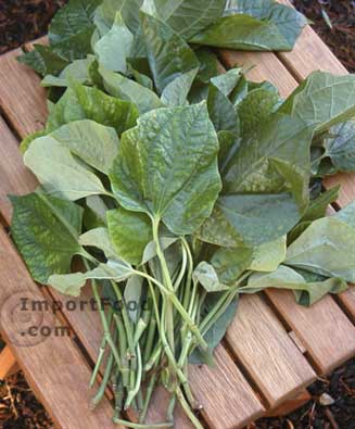 betel leaves