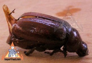 thai insect maeng kee noon