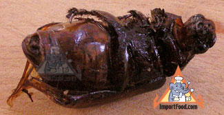 thai insect maeng kee noon