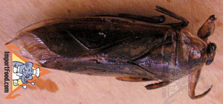 maengda insect