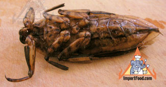 maengda insect