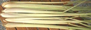 Fresh lemongrass, 10 stalks