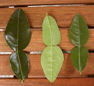 Fresh kaffir lime leaves, standard pack