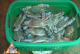 Cracked Crab Thai Curry, 'Bu Pad Pong Kari' - Thai crabs