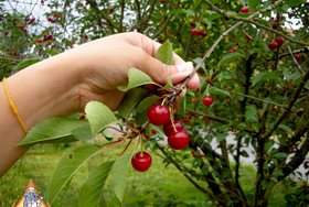 Palm Sugar Cherry Pie - Tart Cherries