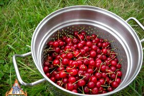 Palm Sugar Cherry Pie - Before removing pits