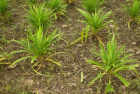Pandan growing in Thailand