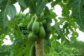 Green Papaya Growing