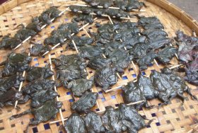 Frog for sale at a market in Thailand