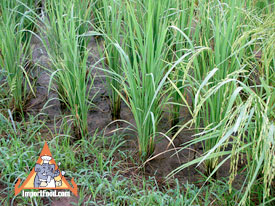 jasmine rice paddy