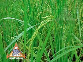 jasmine rice paddy