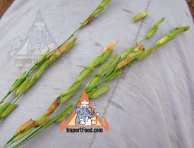jasmine rice shell