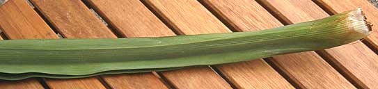 pandan leaves