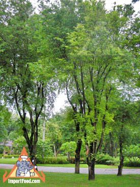 tamarind tree