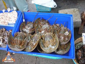 Feature: Seafood In The Gulf Of Thailand