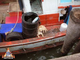 Feature: Seafood In The Gulf Of Thailand
