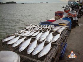 Feature: Seafood In The Gulf Of Thailand