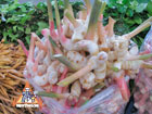 young galangal