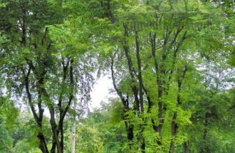 Tamarind Trees