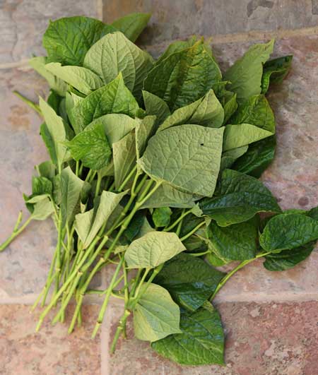 Fresh Betel Leaves