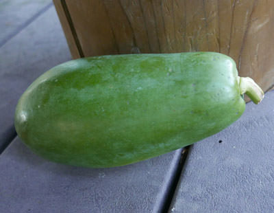 Fresh Green Papaya