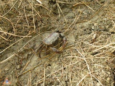 Poo Naa, the Interesting Rice Field Crab Used to Make Som Tum