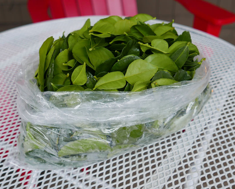 thumbnail image 2 of Fresh Kaffir Lime Leaves (Makrut) - 2 Lbs, USDA Inspected, Grown In USA 2 of 6