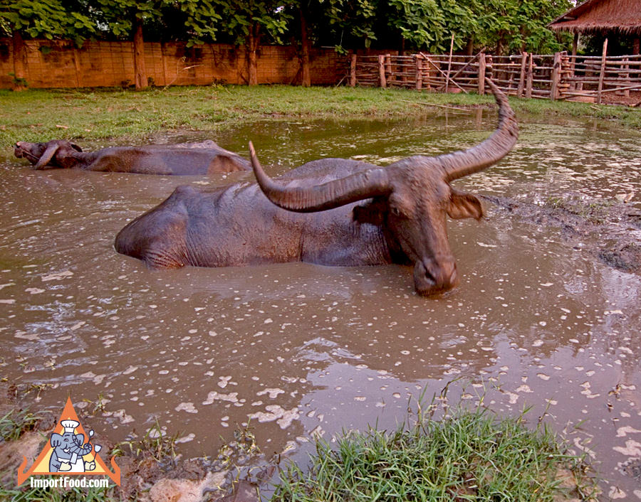 The Magnificent Thai Water Buffalo